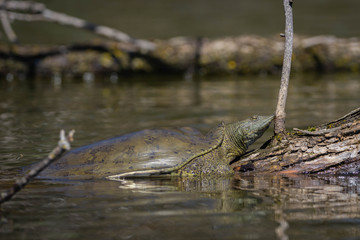 Softshell Turtle