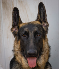 German Shepherd Six Months