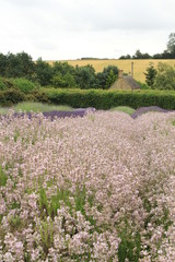 lavender fields