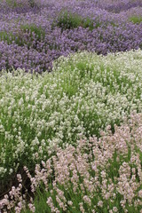 Obraz premium field of lavender