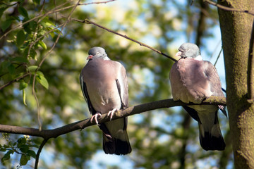 Pair of common wood pigeons (Columba palumbus) sitting on the tree branch.