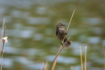 Female Red Winged Blackbird