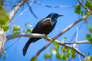 Blackbird Traditional 