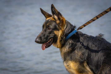 German Shepherd Dock