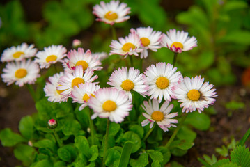 Obraz premium Daisy Bellis perennis grow in the garden. Group of garden flowers.