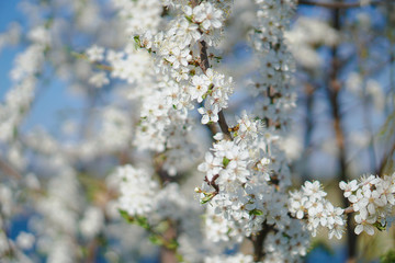 Beautiful flowering tree In the spring. Flowers in April time in the sun. Stock background in nature