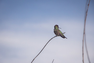 Hummingbird sitting on a branch