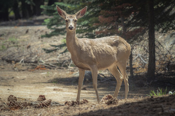 California Mule Deer in yosemite