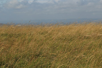 Obraz premium grass in the wind