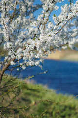 Beautiful flowering tree In the spring. Flowers in April time in the sun. Stock background in nature