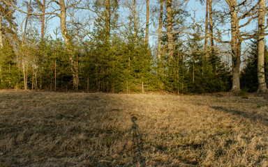 Obraz premium Meadow and soft wood in line background, tripod shadow at sunset time