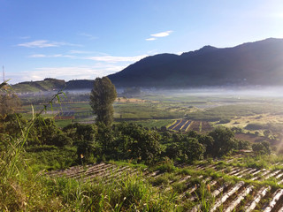 Morning view with one tree in the middle