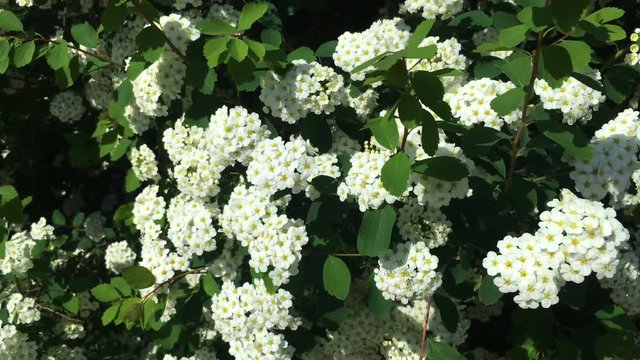 White spirea flowers on the bush swaying in the wind. May, Spring. 4K Ultra HD