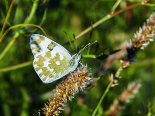 butterfly on a green grass