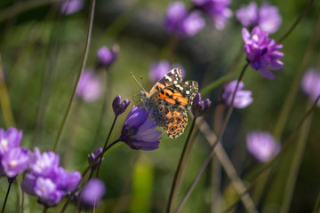 butterfly on a flower