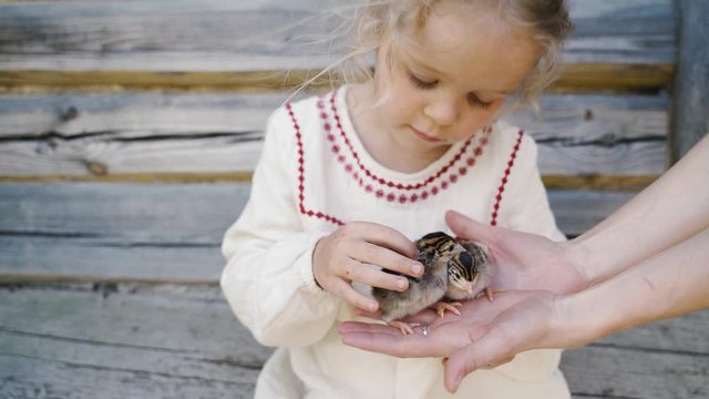 A little girl and Guinea fowl Chicks in the hands of their mother