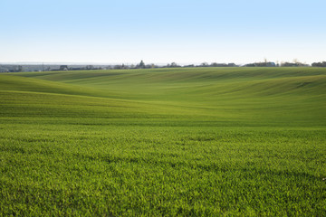 Sown farm field with wheat and cereal. Rising sprouts of barley and oats. A boundless garden with bread for food. Industrial stock theme