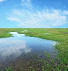 natural green fresh of the first rain and green fresh grass.