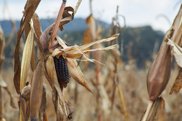 entire Black corn plant