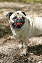Fototapeta premium Dog 