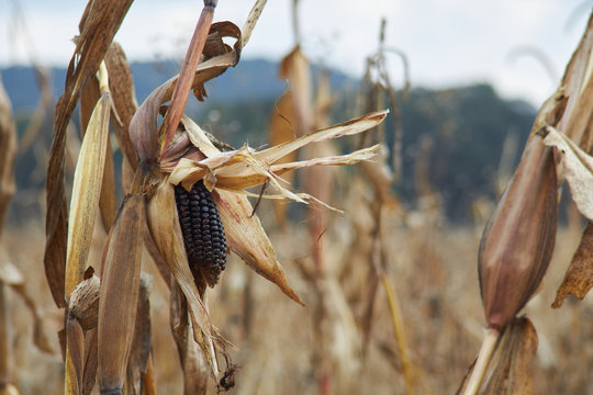 Entire Black Corn Plant