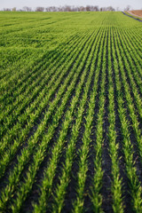 Sown farm field with wheat and cereal. Rising sprouts of barley and oats. A boundless garden with bread for food. Industrial stock theme