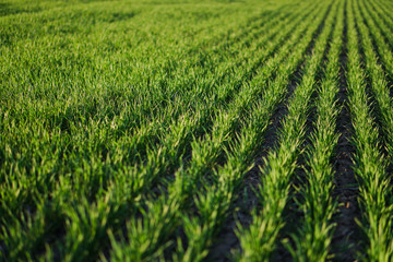 Sown farm field with wheat and cereal. Rising sprouts of barley and oats. A boundless garden with bread for food. Industrial stock theme © subjob