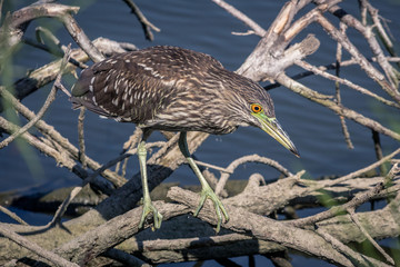 Night Heron looking for prey