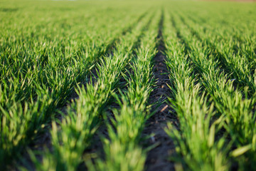 Sown farm field with wheat and cereal. Rising sprouts of barley and oats. A boundless garden with bread for food. Industrial stock theme