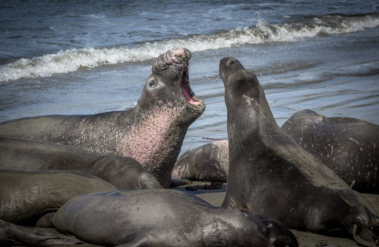 Elephant seals face off