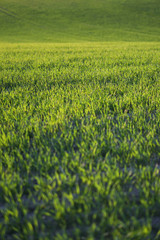 Fototapeta premium Sown farm field with wheat and cereal. Rising sprouts of barley and oats. A boundless garden with bread for food. Industrial stock theme
