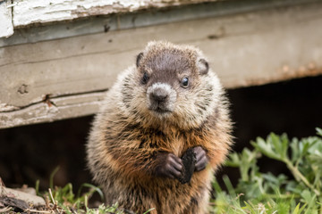 Young groundhog (Marmota monax) near shed in springtime