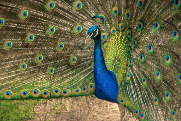 Obraz premium Peacock showing its colors