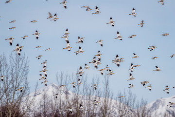 Group of snow buntings flying