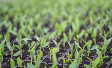 Sprouts of different plants in a greenhouse in pallets. The topic of business in the agronomy industry. Food growing industry for sale. Eco products without gmo