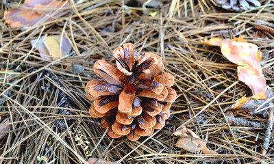 close up of pine cones