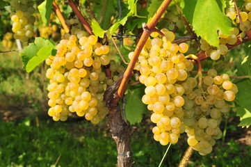 White wine grapes - Muller Thurgau or also Riesling Silvaner