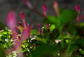 pink flowers in the garden