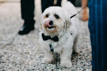 photo of a dog in the street wearing a bow tie
