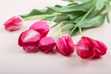 Red tulips lie on a light pink background