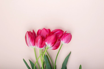 Red tulips lie on a light pink background