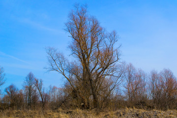 an old broken tree against a blue sky