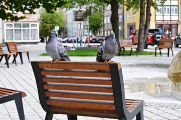 Two sitting pigeons in a park on a chair