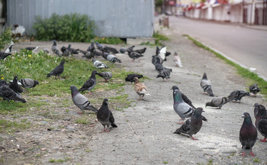 Street pigeons scatter in the city. Animals on the background of architecture
