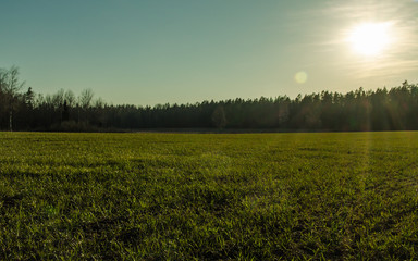 Fototapeta na wymiar Green grass meadow at sunset time