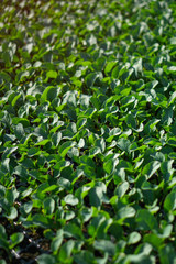 Lush vegetation in the garden. Seedlings in the greenhouse of cabbage and lettuce. Green background for vegetarians.