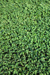 Lush vegetation in the garden. Seedlings in the greenhouse of cabbage and lettuce. Green background for vegetarians.