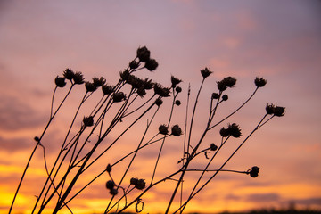 Obraz premium Dried flowers on a background bright sunset.