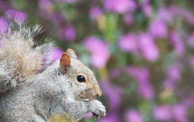 Gray squirrel on pink flower background