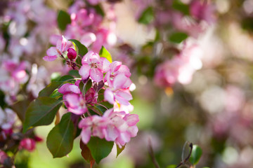 Apple tree in bloom. Pink floral background